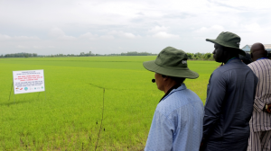 Hợp tác xã Phước Trung sản xuất lúa theo chuẩn VietGAP và đảm bảo đầu ra