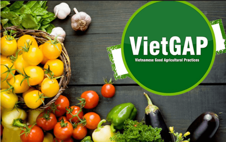 VietGAP production process certification